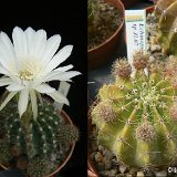 Echinopsis sp JL07-867.jpg